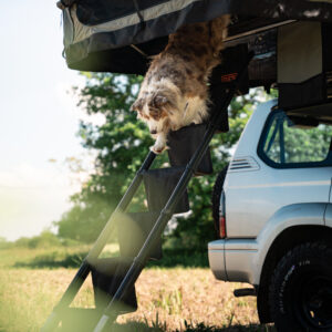 Echelle pour chien Deb equipment