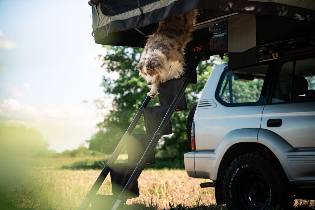 Echelle pour chien Deb equipment
