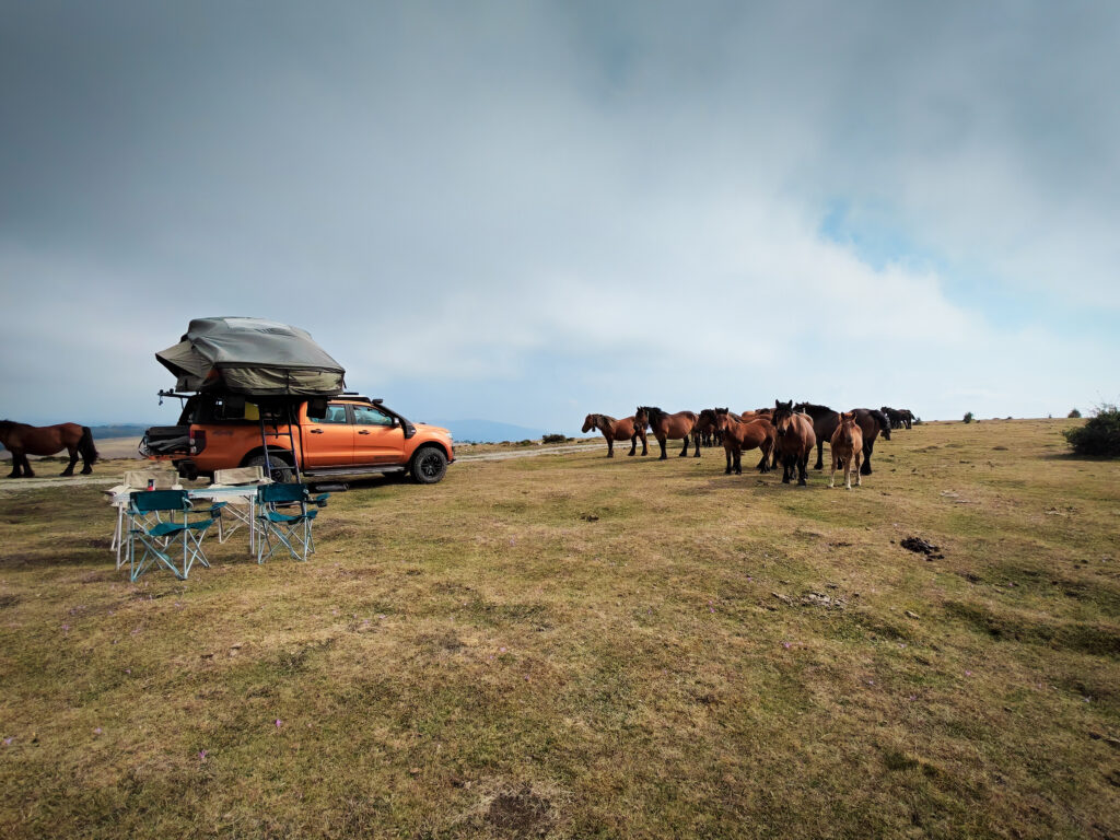 Ford Ranger en bivouac avec tente de toit au milieu des chevaux